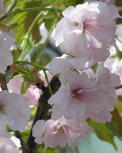 桜
